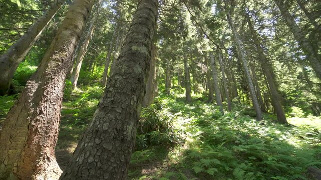 Tree trunks line a sloping mountain forest with dense woodland and filtered sunlight.