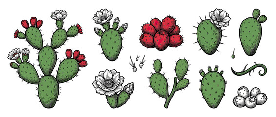 Fototapeta premium Prickly Pear Cactus Elements Isolated on Transparent Background