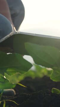 Agriculture, Farm smart monitoring, Woman in sunflower field, Agronomy innovation, Crop data analysis, Eco tech farming, Digital woman farmer, Field evaluation by technology, Inspection of seedlings
