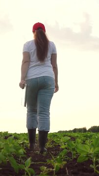 Agriculture, Tablet usage in plantations, Woman examining young crops, Farmland technology application, Digital agriculture, Evening on the farm, Advanced crop monitoring, Rural innovation, Woman