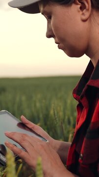 Agriculture, Female farmer using tablet in wheat field, Woman checking crops with digital device, Agriculture technology concept in countryside, Modern farming with smart devices, Young agronomist in