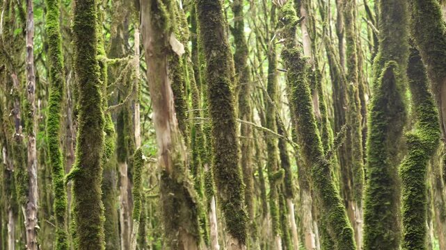 Moss covered boxwood trunks stand in a dark ancient forest with rich green woodland texture.