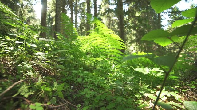 Tree trunks line a sloping mountain forest with dense woodland and filtered sunlight.