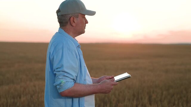 farmer works digital tablet wheat field, agriculture, modern wheat harvesting, industrial farming technologies, sunset light reflecting on tablet in agricultural landscape, modern agriculture