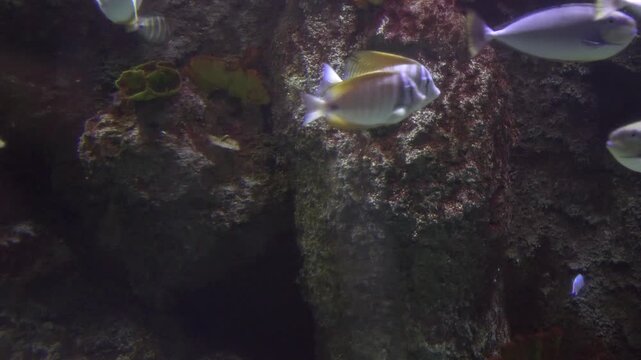 Mixed fish beneath rocky northern seabed in cold clear water, natural Arctic marine life.