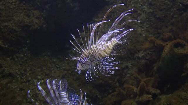Lionfish swimming among dark reef rocks with striking fins, exotic reef fish scene.