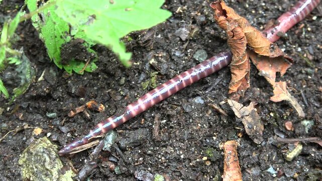 Macro earthworm crawls over moist soil, revealing segmented annelid body texture.