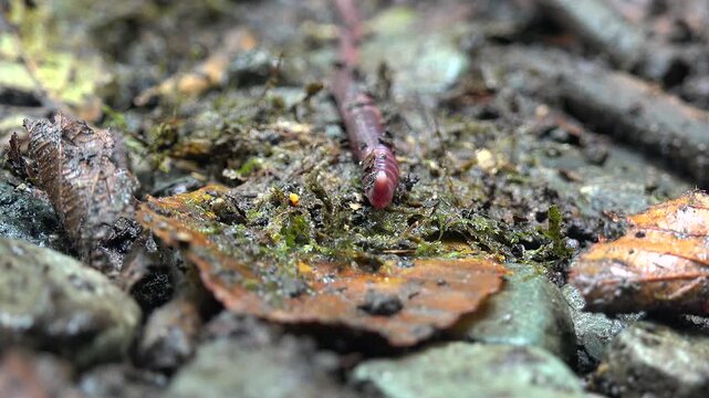 Macro earthworm crawls over moist soil, revealing segmented annelid body texture.