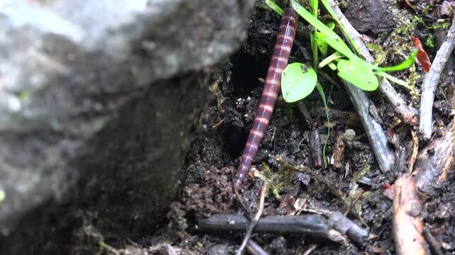 Macro earthworm crawls over moist soil, revealing segmented annelid body texture.