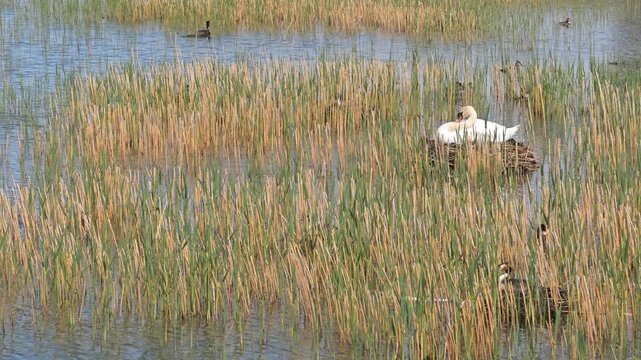 White swan nesting in a reed bed with other waterfowl