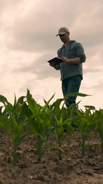 agriculture, farmer working corn field digital tablet, Man checking cornfield via tablet, New seedlings in earth, Tech-enabled crop observation, Early maize stage in countryside, Farmer with boots in