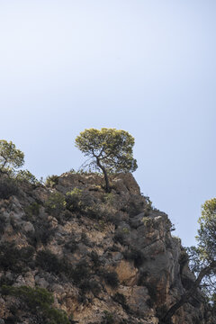 View of a pine tree growing on a rocky cliff face under a clear blue sky in Zakinthos, Greece.