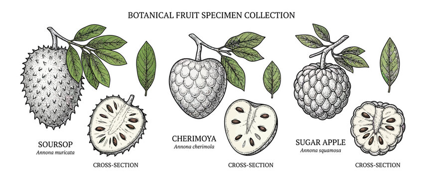 Botanical illustration of exotic fruits and cross-sections