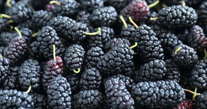 Many fresh ripe mulberries turning, closeup view