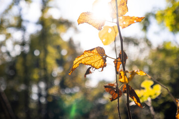 Backlit autumn leaves on a thin branch, glowing under bright sunlight with blurred green background foliage. © tai