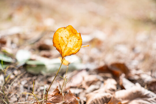 A single bright yellow autumn leaf stands on a thin stem above dry fallen leaves on the forest floor, with a blurred natural background.