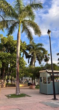 palm trees on the beach