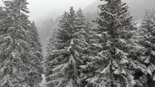 Snowy mountains above a forest valley in Canada create a calm winter alpine panorama.