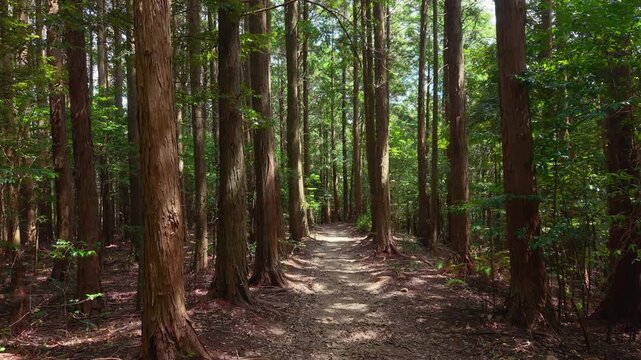 POV walking shot through forest trail, Kumano Kodo Nakahechi route from Mt. Meshimori to Takahara, Tanabe, Wakayama, Japan 熊野古道 中辺路「飯盛山(めしもりやま)から高原へ」和歌山県田辺市