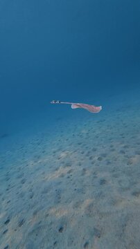 Leucoraja naevus - Cuckoo Ray Swimming Underwater Over Seafloor