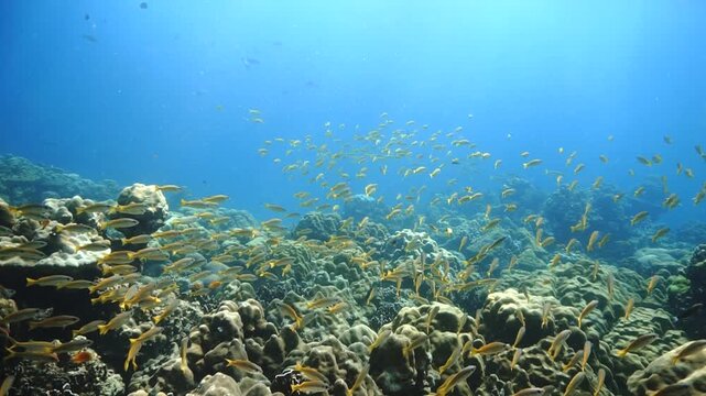 Beautiful school of fish at a coral reef. Underwater videoclip from a scuba dive