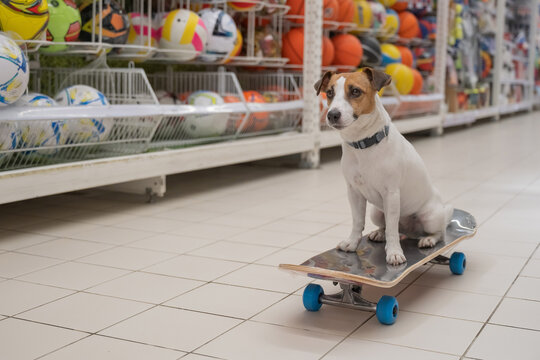 A Jack Russell Terrier rides a longboard at a shopping mall.