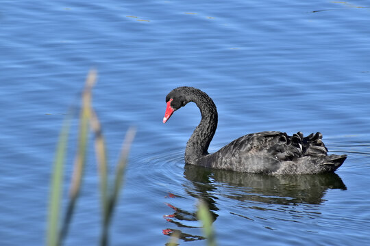 Black Swan on Smooth Blue Water