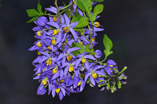 Brazilian Nightshade Flower Cluster