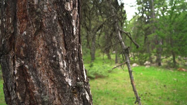 Brown cracked pine bark texture on tree trunk in Serbian forest, vivid natural color.