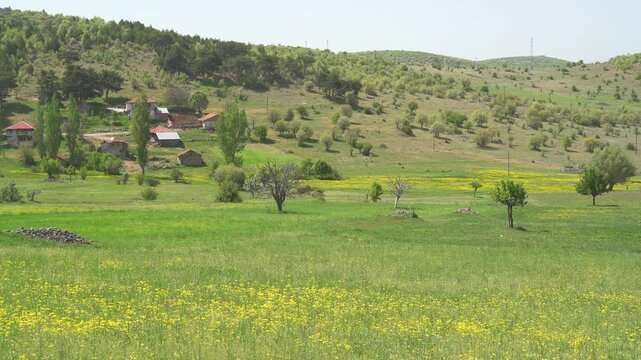 Romanian village houses amid spring wildflower meadows beside sparse forest on hills.