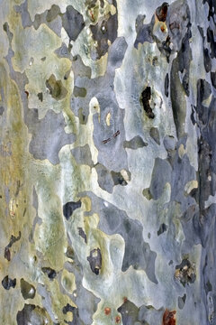 Mottled Gumtree Bark Close‑Up