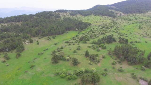 Aerial wildflower meadow beside sparse forest and green hills, bright spring panorama.