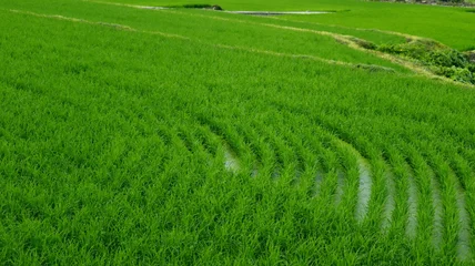 Fototapete Grün Vibrant Green Rice Paddy Field with Young Rice Shoots Growing in Water, Rural Agricultural Landscape  © L.Z.C Photographer