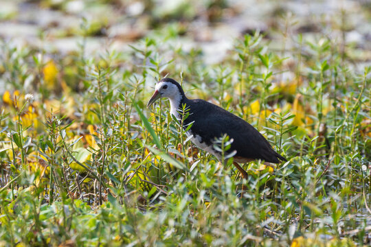 White-breasted Waterhen juvenile (Amaurornis phoenicurus) in its natural wetland habitat, showcasing its developing plumage and slender appearance.