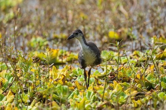 White-breasted Waterhen juvenile (Amaurornis phoenicurus) in its natural wetland habitat, showcasing its developing plumage and slender appearance.