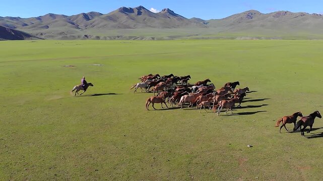 Aerial view of Mongolian herder chasing wild horses across flat treeless meadow grassland.