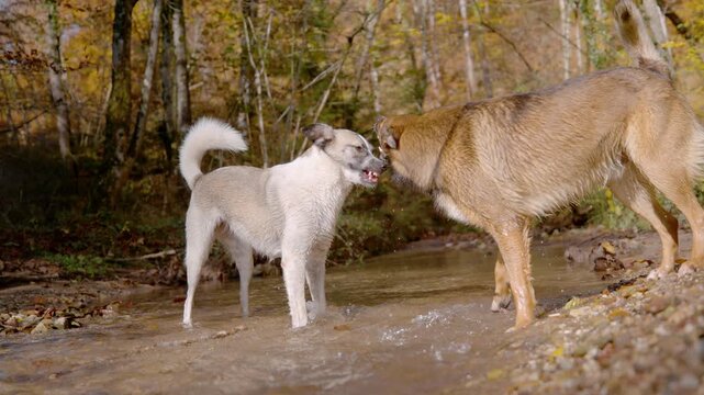 SLOW MOTION: Two wet mixed breed dogs stand face to face in shallow forest stream, showing teeth in a playful standoff. Sunlight catches the splashing water against autumn colours and fallen leaves.