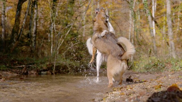 SLOW MOTION: Two wet dogs rear up and spar playfully in shallow woodland creek, splashing water in bright autumn sunshine. Energetic fight between furry friends during walk through forest in fall.