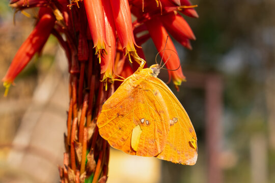 Flora e Fauna: Flor de Babosa e Borboleta Folha