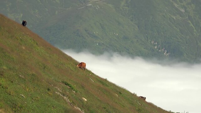 Austria brown cows graze on steep alpine meadow above cloud layer and mountains.