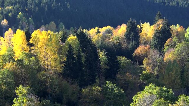 Autumn forest panorama, colorful trees, mixed woodland foliage, temperate climate scenery.