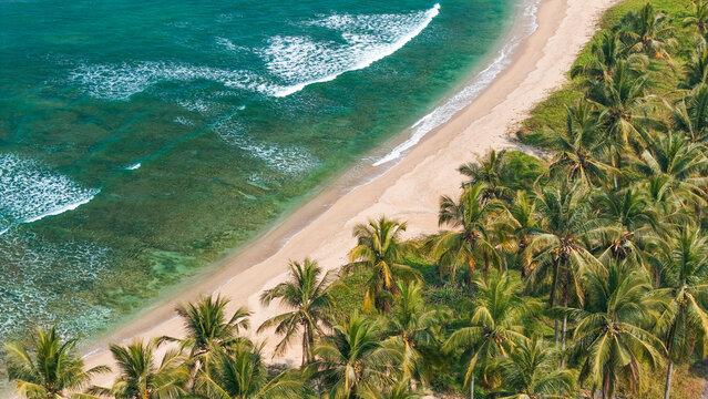 Aerial view of a pristine tropical beach with turquoise waves gently washing onto the sandy shore, bordered by a dense grove of lush green palm trees in Indonesia.