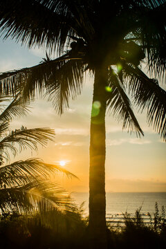 Tropical palm tree silhouette over sea at golden sunset with thatched roof bungalow resort