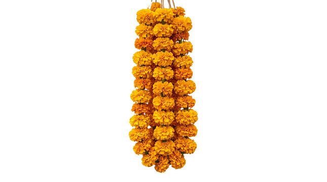 Marigold flower garlands for Indian festival decoration, vibrant orange and yellow floral toran, traditional hindu wedding ceremony decor isolated PNG with Transparent Background