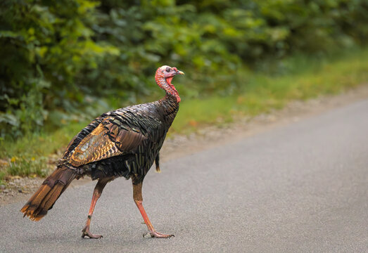 Wild turkey (Meleagris gallopavo) crossing a rural park road at Point Pelee National Park, Ontario, Canada.
