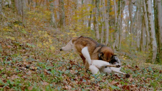 SLOW MOTION: Wet mixed breed dogs rear up and grapple on a leafy woodland slope. Energetic play of two furry companions with open mouths and animated expressions during a walk in vibrant autumn forest