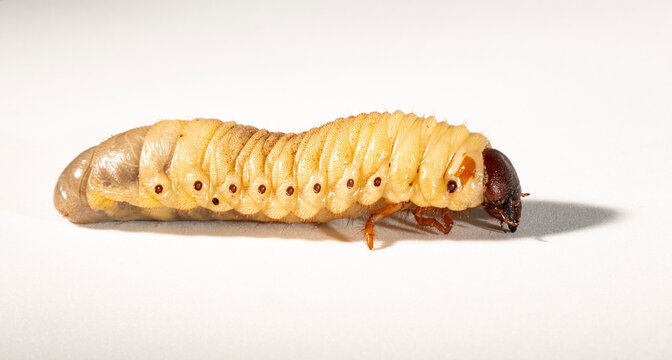 European rhinoceros beetle (Oryctes nasicornis) is a large flying beetle belonging to the subfamily Dynastinae. The insect larva is located on a white background before pupation.