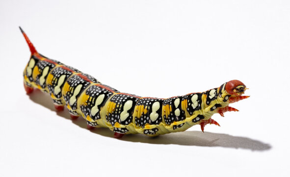 Hyles euphorbiae, the spurge hawk-moth, is a European moth of the family Sphingidae.