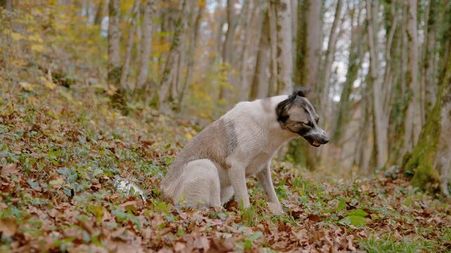 PORTRAIT, SLOW MOTION: White and gray mixed breed dog sits on leafy forest slope and sneezes. Candid canine moment amidst brown fallen leaves, soft woodland light and tall trees during autumn walk.