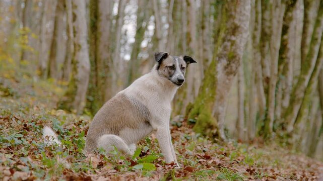 PORTRAIT: Alert white mixed breed dog sits calmly on a leafy forest slope. Fallen autumn leaves, mossy trunks and soft woodland light surround a resting pet during off leash walk through the woods.